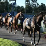 GOSFORD RACE DAY - TRANSFERRED TO WYONG